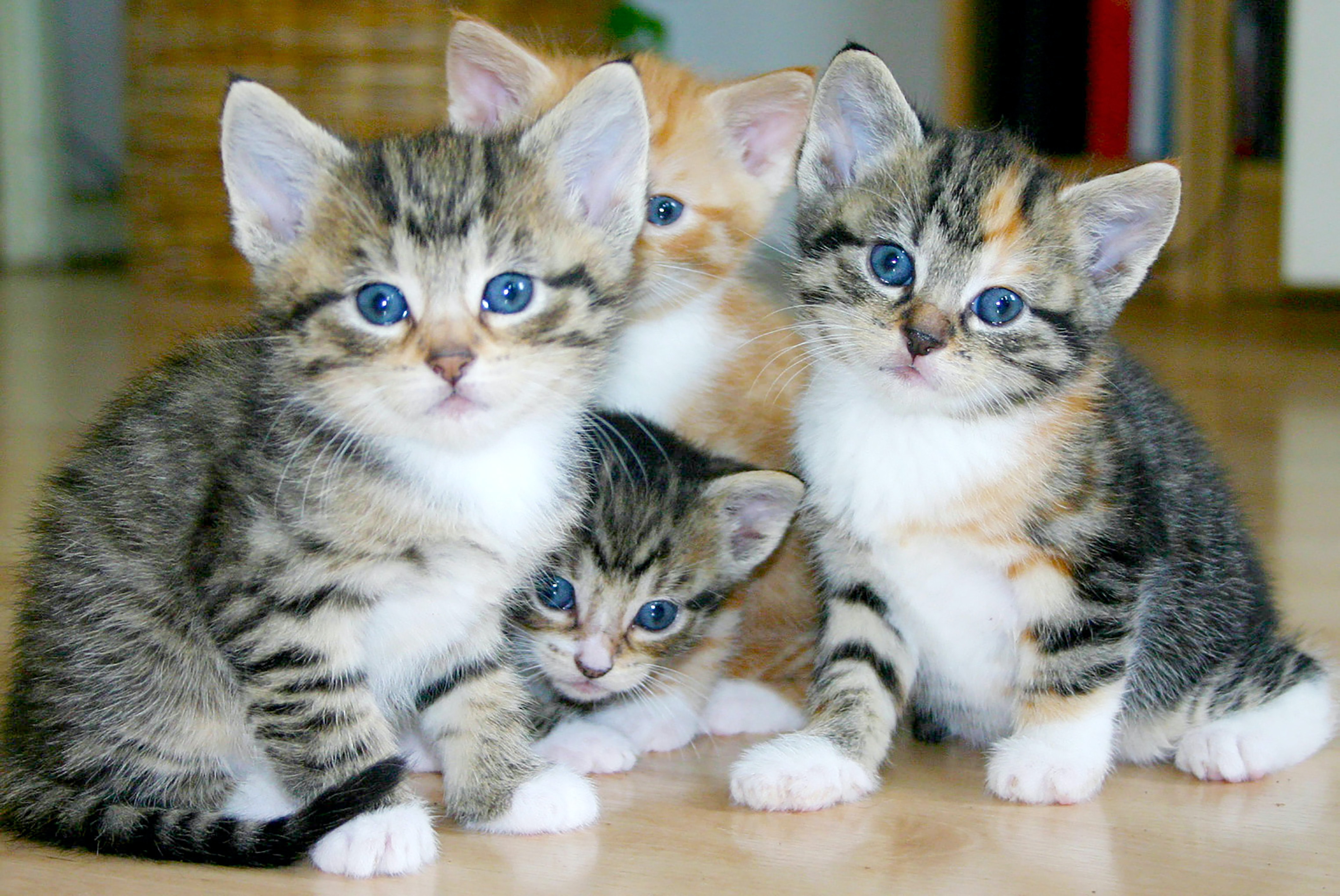 Four tiny tabby kittens with blue eyes huddled together on a hardwood floor