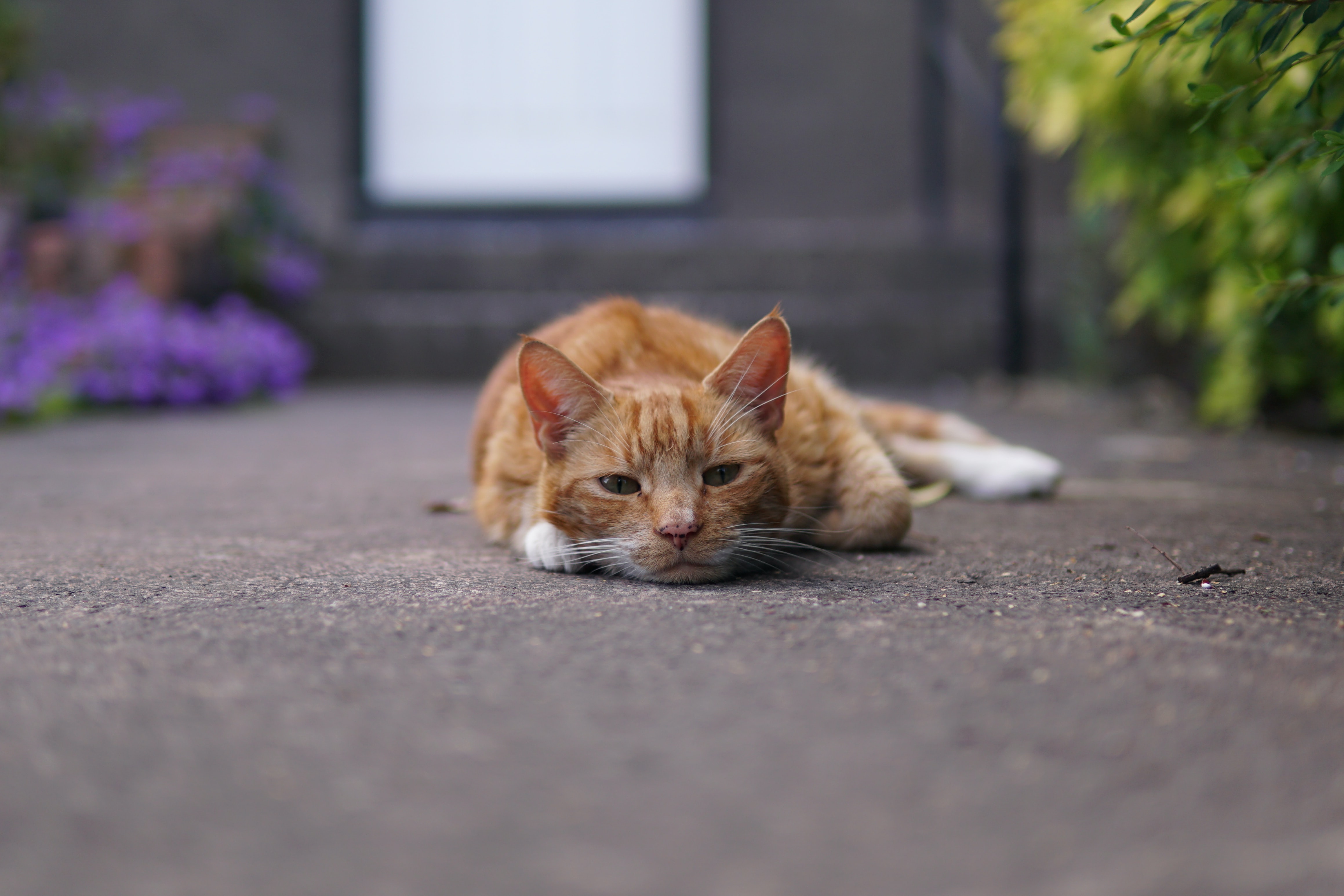 Orange tabby cat lying flat and relaxed on pavement, surrounded by purple flowers and green plants