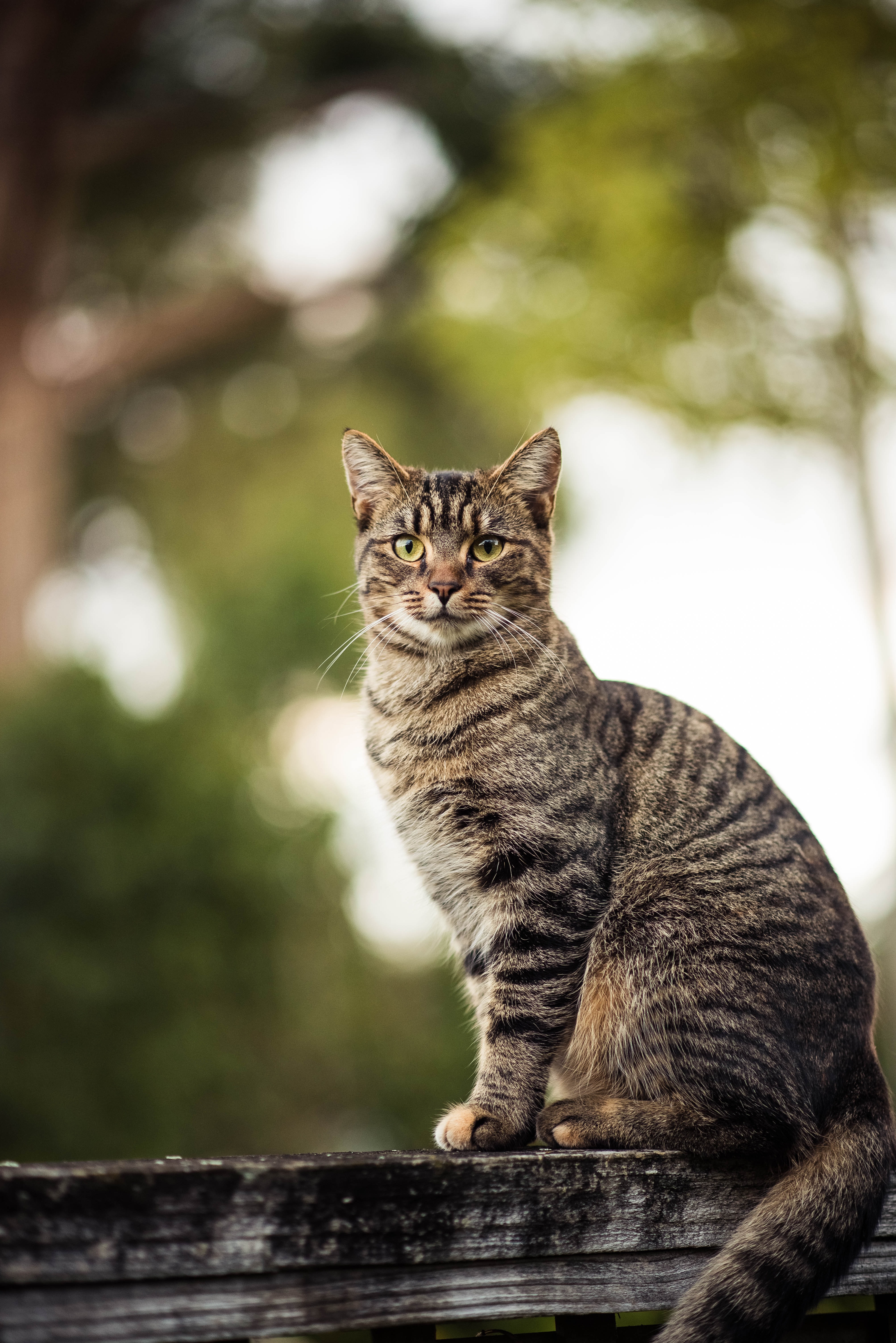 Bold striped tabby cat sitting upright on a weathered wooden fence, trees softly blurred behind