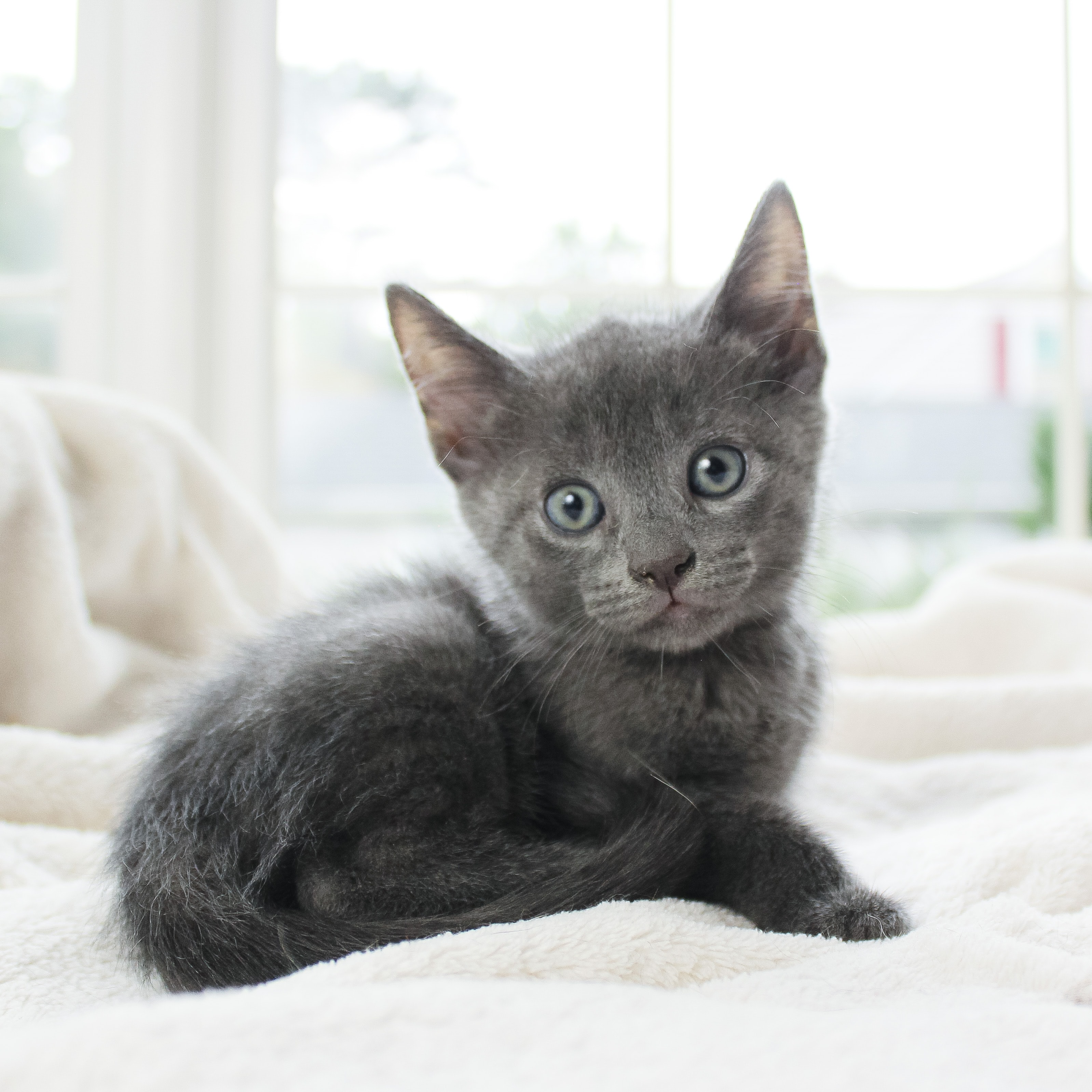 Tiny grey kitten with wide blue-green eyes resting on a white fluffy blanket by a bright window