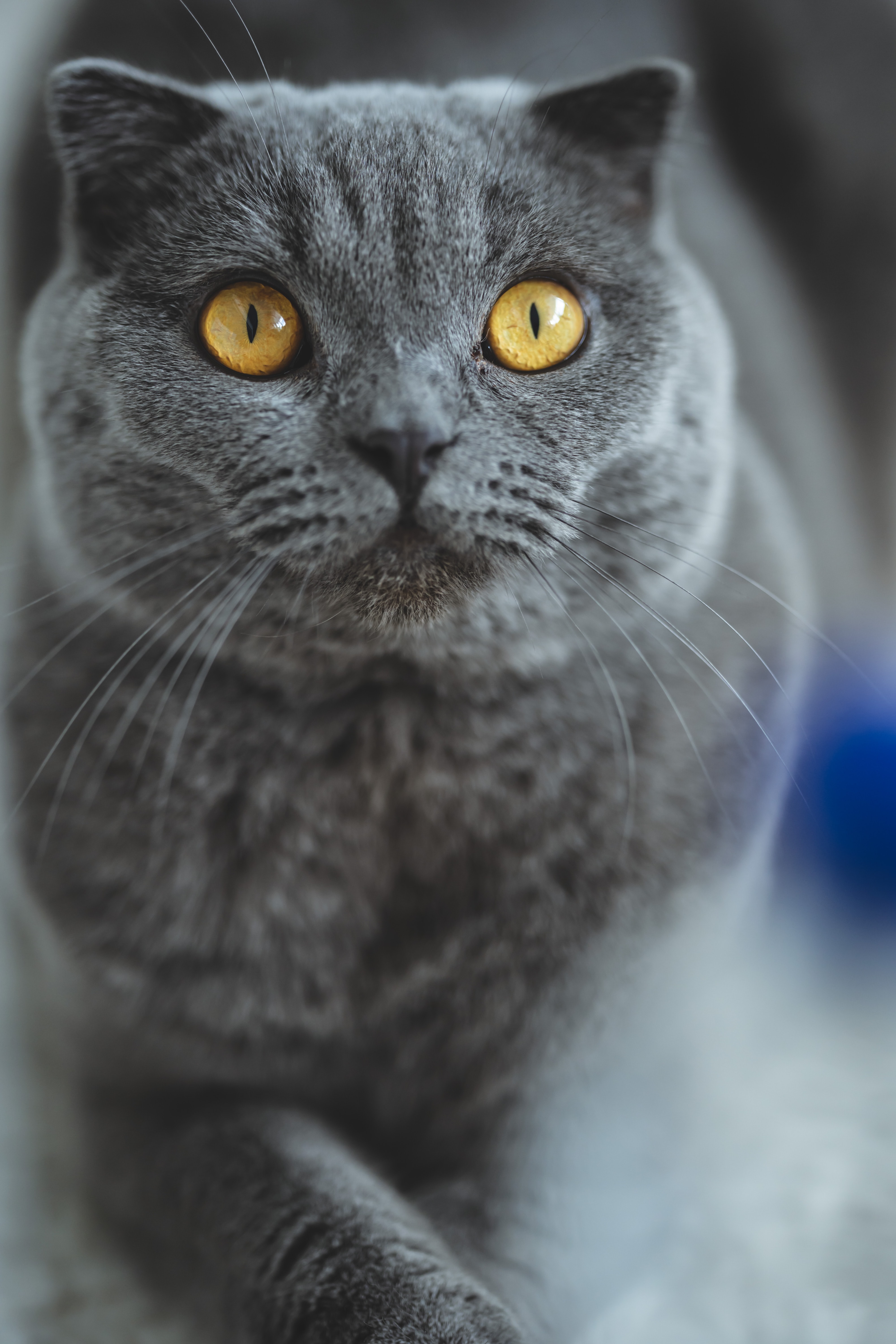 British Shorthair cat with striking amber eyes staring directly into the camera, close-up portrait