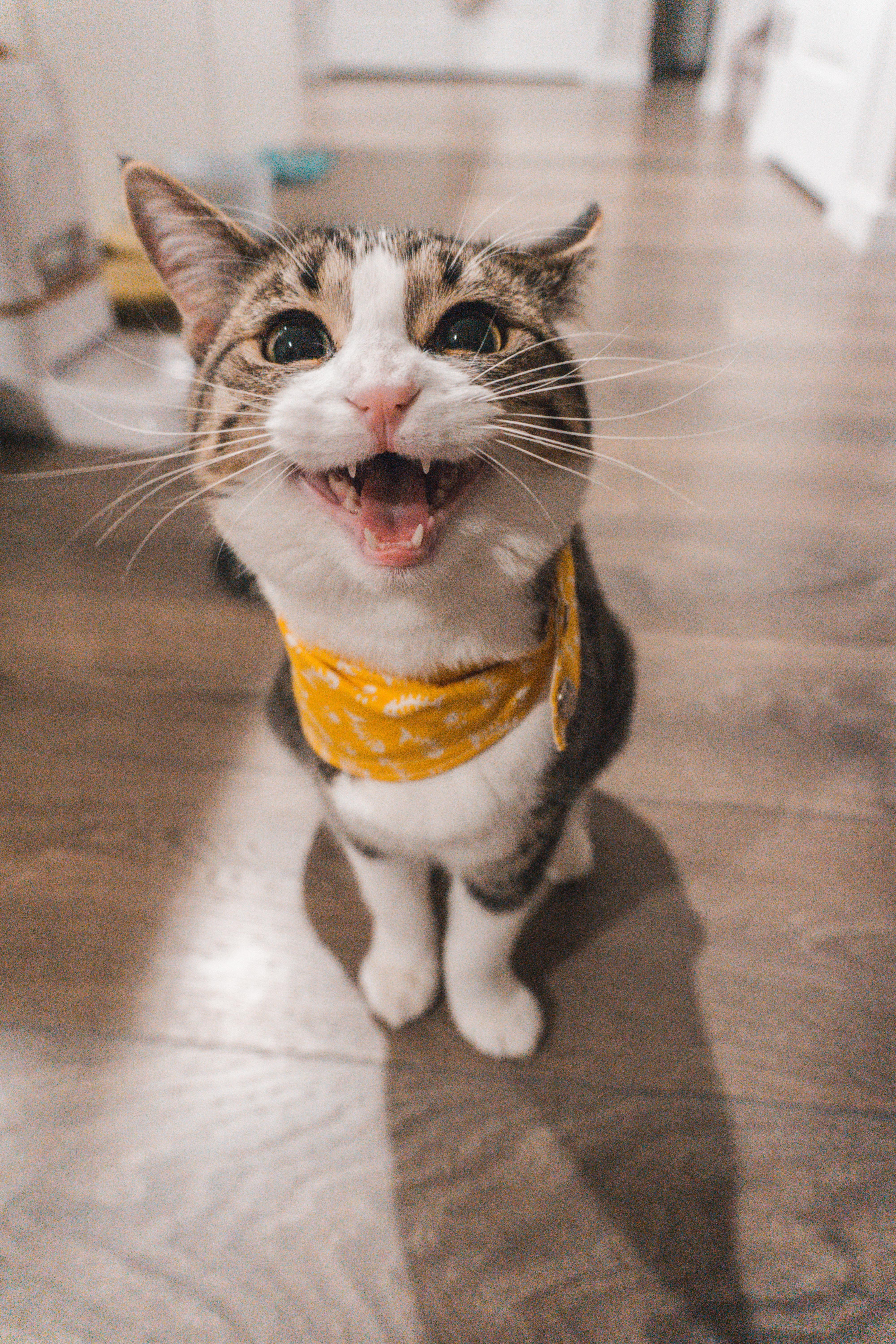 Tabby cat with yellow bandana, mouth open in a joyful expression